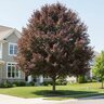 Acer Saccharinum Symatree® Sugar Maple