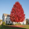 Acer Rubrum Autumn Spire Red Maple