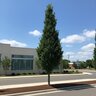 Quercus Robur X Alba Streetspire Oak