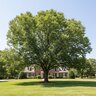 Carya Illinoinensis Pawnee Pecan