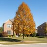 Quercus Bicolor Bonnie and Mike Beacon Oak