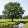 Alnus Incana Speckled Alder
