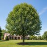 Ostrya Virginiana Autumn Treasure Hop Hornbeam