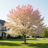 Acer Negundo Flamingo Box Elder Maple