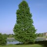 Taxodium distichum var. imbricarium Debonair Pond Cypress