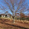 Carpinus Caroliniana Native Flame American Hornbeam