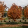 Carpinus caroliniana Fire King American Hornbeam
