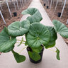 Farfugium japonicum var. giganteum Leopard Plant