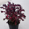 Coleus scutellarioides Coleus
