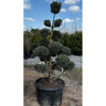 Pinus Sylvestris Watereri Scots Pine