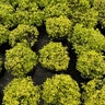 Spiraea japonica Gold Mound Japanese Spirea