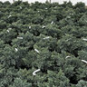 Juniperus squamata Blue Star Singleseed Juniper