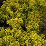 Euonymus japonicus Aureomarginatus Japanese Euonymus