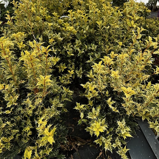 Osmanthus heterophyllus Goshiki False Holly