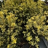 Osmanthus heterophyllus Goshiki False Holly