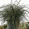 Thuja Plicata Whipcord Arborvitae
