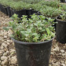 Nepeta x faassenii Walker's Low Catmint