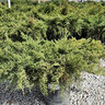 Juniperus X Pfitzeriana Old Gold Chinese Juniper