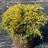 Chamaecyparis pisifera Golden Mop Sawara False-Cypress