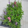 Angelonia angustifolia Mixture Summer Snapdragon
