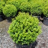 Buxus microphylla var. japonica Baby Gem Japanese Boxwood