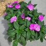 Impatiens x hybrida SunPatiens Compact Purple New Guinea Impatiens