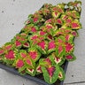 Coleus scutellarioides Coleus
