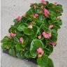 Begonia semperflorens Pink Green Leaf Wax Begonia 20 Count Flat