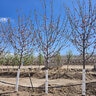 Malus X Brandywine Crabapple