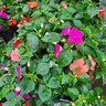 Impatiens Walleriana Beacon Formula Mixture Impatiens
