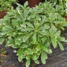 Pittosporum tobira Variegata Mock Orange