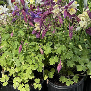Aquilegia X Songbird Mixture Columbine