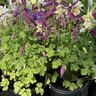 Aquilegia X Songbird Mixture Columbine