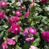 Catharanthus Roseus Pink Vinca