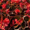 Begonia semperflorens Red Bronze Leaf Wax Begonia