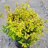 Abelia x grandiflora Kaleidoscope Glossy Abelia
