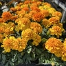 Tagetes Patula Mixture French Marigold
