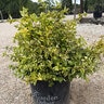 Abelia x grandiflora Kaleidoscope Glossy Abelia
