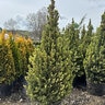 Picea laxa (glauca) Conica Dwarf Alberta White Spruce