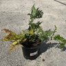 Dryopteris erythrosora Japanese Shield (Autumn) Fern