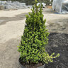 Buxus x Green Mountain Boxwood