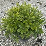 Pittosporum tobira Wheeleri Mock Orange
