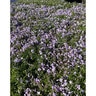 Phlox subulata Emerald Blue Creeping Phlox