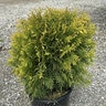 Thuja Occidentalis Golden Globe Arborvitae