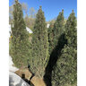 Pinus Nigra Frank Austrian Pine