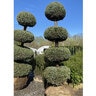 Chamaecyparis pisifera Boulevard (Cyano-Viridis) Japanese Falsecypress 4 Tier Poodle Specimen . Ball and Burlap
