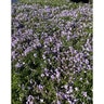 Phlox subulata Emerald Blue Creeping Phlox