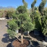 Juniperus x pfitzeriana Sea Green Juniper Pom Pom 6 gal. Container