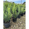 Podocarpus macrophyllus Yew Plum Pine