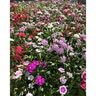 Dianthus chinensis x barbatus Artisan Mixture Pinks